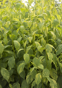 Solidago flexicaulis 'Variegata'                  